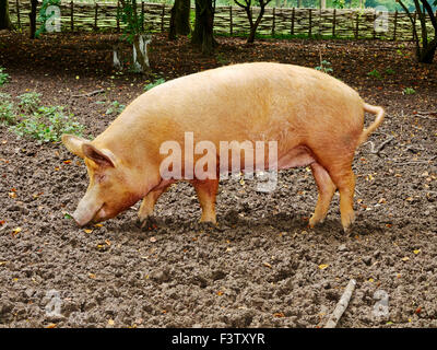 Les truies Tamworth butiner dans un terrain boueux stylo avec clôture et jeter ce qui représente l'agriculture dans le 16e siècle. Banque D'Images