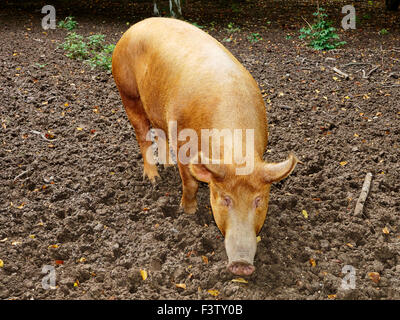 Les truies Tamworth butiner dans un terrain boueux stylo avec clôture et jeter ce qui représente l'agriculture dans le 16e siècle. Banque D'Images