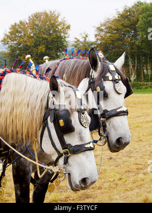 Une paire de chevaux percherons prendre un repos de labourer à le Weald et Downland Museum, W Sussex Banque D'Images