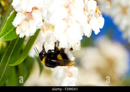 Le cerf de la reine bourdon (Bombus lucorum) se nourrissant de fleurs de Pieris japonica dans un jardin. Powy, au Pays de Galles. Avril. Banque D'Images