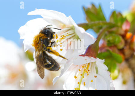 L'exploitation minière Gwynne femelle-bee (Andrena bicolor), l'alimentation dans un Japanese flowering cherry-Blossom. Powys, Pays de Galles. Avril. Banque D'Images