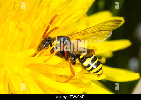 Gooden's Nomad (abeille Nomada goodeniana) femelle adulte se nourrissant dans une fleur de pissenlit. Powys, Pays de Galles. Avril. Banque D'Images