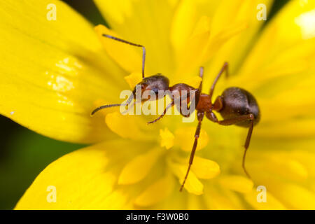 Red les fourmis des bois (Formica rufa) travailleur adulte dans une moindre chélidoine (Ranunculus ficaria) fleur. Shropshire, Angleterre. Avril. Banque D'Images