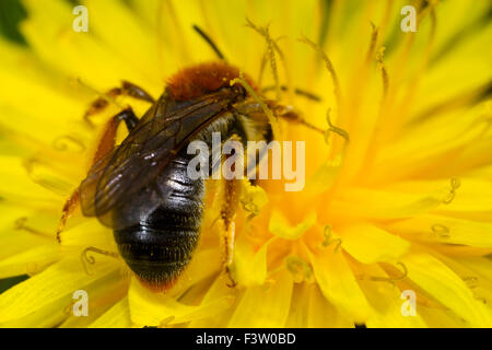 Au début de l'exploitation minière (abeille femelle Andrena haemorrhoa) femelle adulte se nourrissant dans une fleur de pissenlit. Powys, Pays de Galles. Avril. Banque D'Images