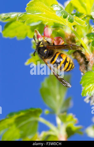 Guêpe norvégienne (Dolicovespula norwegica) la reine qui se nourrit d'une groseille (Ribes uva-crispa) fleur dans un jardin. Powys, Pays de Galles. Apri Banque D'Images