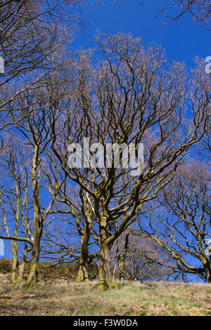 Chêne sessile (Quercus petraea). Powys, Pays de Galles. Avril. Banque D'Images