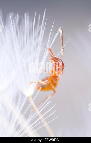 Red Ant (Myrmica rubra) adulte travailleur dans un pissenlit horloge. Powys, Pays de Galles. Avril. Banque D'Images