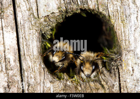 Les abeilles maçonnes rouges (Osmia bicornis), deux hommes se percher dans un trou dans le temps frais. Powys, Pays de Galles. Mai. Banque D'Images