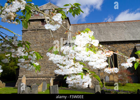 Japanese flowering cherry (Prunus sp.) double fleur fleurs forme dans un cimetière. Llanidloes, Powys, Pays de Galles. Mai. Banque D'Images