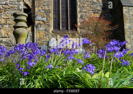Bluebells hybride, commun X 'Spanish' bluebell (Hyacinthoides x massartiana) floraison dans un cimetière. Llanidloes, Powys, Pays de Galles. Banque D'Images