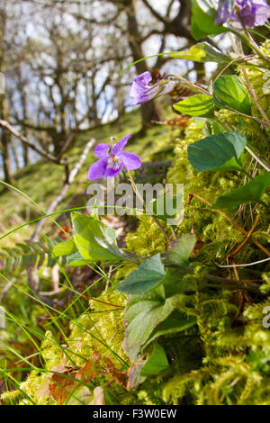 Chien courant violet (Viola riviniana) floraison en forêt de chênes. Powys, Pays de Galles. Mai. Banque D'Images