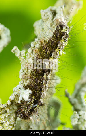 Eilema depressa (Valet de buff) larve se nourrissent de lichens sur un rameau de chêne. Powys, Pays de Galles. Mai. Banque D'Images