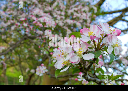 Wild (crabe) Apple (Malus domestica) floraison sur le bord du bois. Powys, Pays de Galles. Mai. Banque D'Images