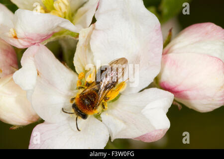 Au début de l'exploitation minière (abeille femelle Andrena haemorrhoa) alimentation des femelles adultes et pollinisent blossom de pommier cultivé (Malus domestica). Banque D'Images