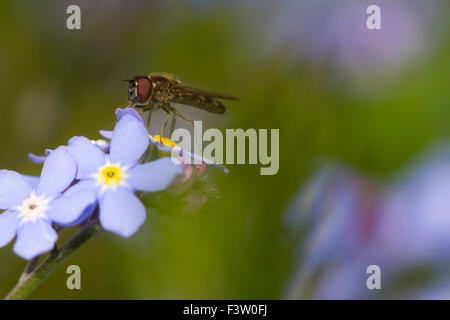 Hoverfly en damier (Melanostoma sp.) femelle adulte sur une fleur de bois forget-me-not (Myosotis sylvatica). Powys, Pays de Galles. Mai. Banque D'Images