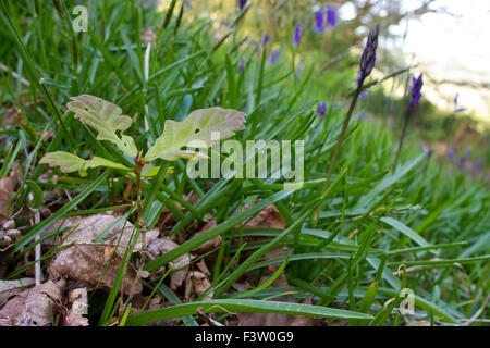 Chêne sessile (Quercus petraea) croissance des semis dans les bois. parmi les jacinthes Powys, Pays de Galles. Mai. Banque D'Images