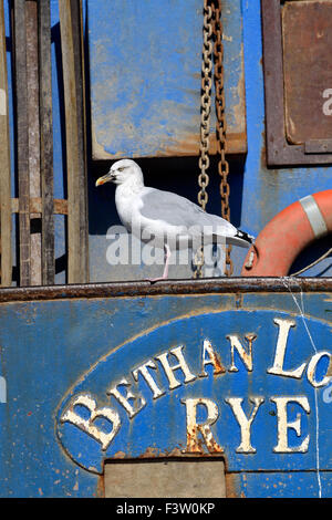 Hastings, East Sussex, Angleterre, Royaume-Uni. Goéland argenté assis sur un bateau de pêche (Bethan Louise, seigle) Banque D'Images