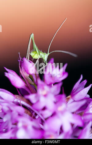 Bush-cricket (Tettigoniidae sp.) sur une nymphe (Anacamptis pyramidalis orchidée pyramidale) fleur de nuit. La France. Banque D'Images