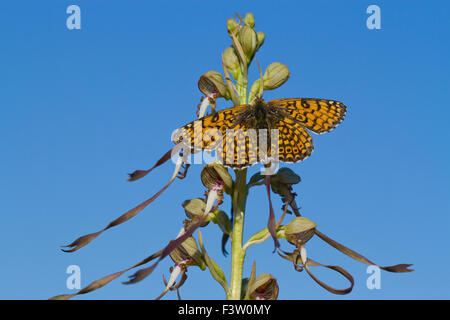 Glanville fritillary (Melitaea cinxia) mâle adulte sur un bouc (Himantoglossum hircinum) fleur. La France. Banque D'Images