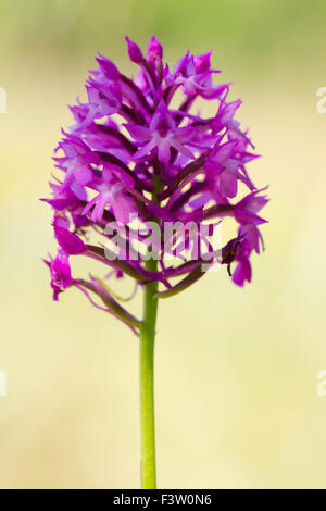 Anacamptis pyramidalis (Orchidée pyramidale) floraison sur le Causse de Gramat, Lot, France. Mai. Banque D'Images