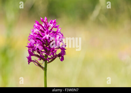 Anacamptis pyramidalis (Orchidée pyramidale) floraison sur le Causse de Gramat, Lot, France. Mai. Banque D'Images