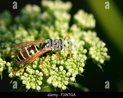 Avec Ammi visnaga wasp Banque D'Images