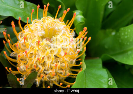 Floraison jaune fleurs protea pincushion Banque D'Images