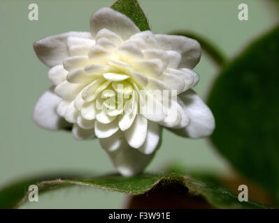 Hepatica nobilis Banque D'Images