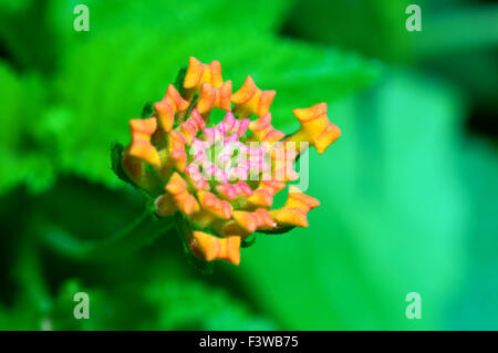 Gros plan d'un shoot de Lantana camara flower Banque D'Images