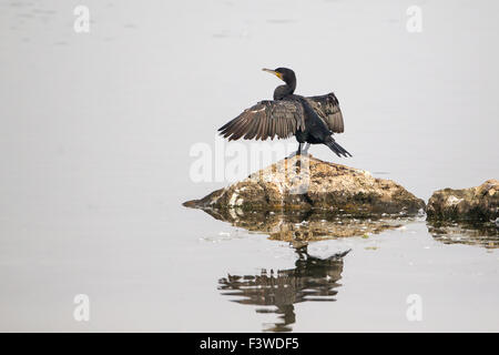 Cormoran Phalacrocorax carbo perché sur un rocher avec ses ailes étendues dans pose typique et se reflètent dans l'eau calme ci-dessous Banque D'Images