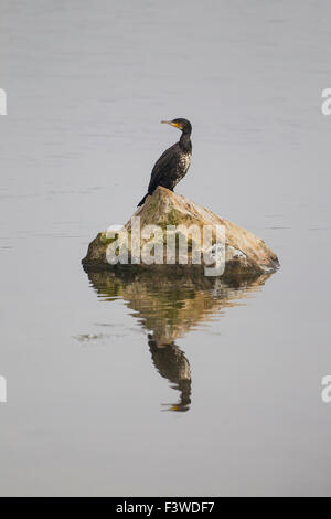 Cormoran Phalacrocorax carbo perchée sur un rocher avec son image reflétée dans l'eau calme ci-dessous Banque D'Images