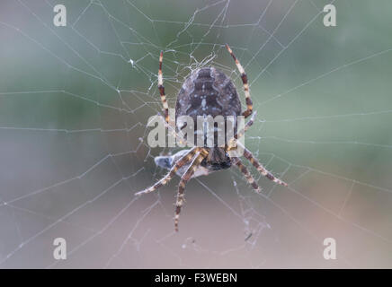 Araignée dans le web avec l'objet s'en prennent à un abstract background Banque D'Images