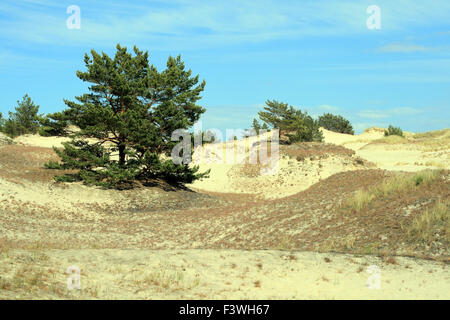 Dunes de sable et de forêt à leba - Pologne Banque D'Images