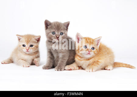 Peu de chatons British shorthair cat Banque D'Images