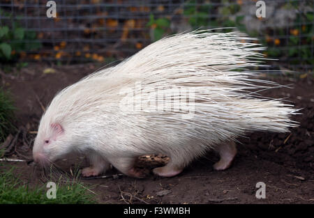 Un porc-épic (Hystrix cristata), à Wingham Wildlife Park. Banque D'Images