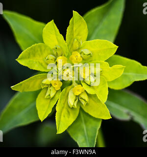 L'euphorbe ésule (Euphorbia epithymoides coussin) Banque D'Images