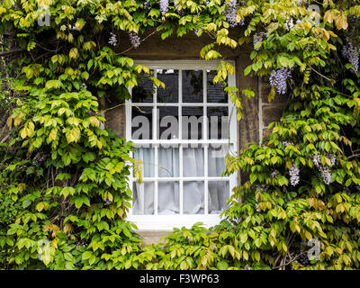 Châssis de fenêtre en blanc entouré de plantes Wisteria Derbyshire en Angleterre Banque D'Images