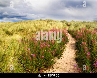 Chemin à travers les dunes de sable à Druridge Bay près de flâner au bord de la mer sur la côte de Northumberland England Banque D'Images