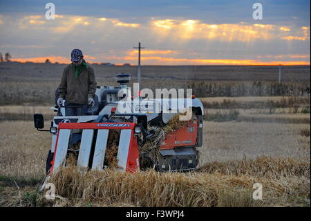 Changchun, Jilin Province de la Chine. 13 Oct, 2015. Un reaper travaille dans le domaine de Shuanghe Village de la ville de Yushu, Province de Jilin du nord-est de la Chine, 13 octobre 2015. La récolte de Yushu entré le riz et le maïs récemment. La production céréalière totale de Yushu est classé premier parmi tous les comtés à travers la Chine en 2014. © Zhang Nan/Xinhua/Alamy Live News Banque D'Images