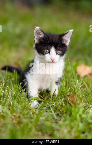 Jeune chat dans le jardin Banque D'Images