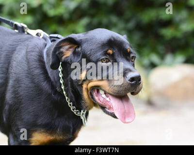 Rottweiler Banque D'Images