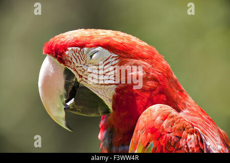 Ara rouge (Ara macao) Banque D'Images