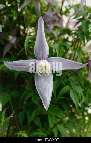 Clematis montana 'Elizabeth' close up of flower Banque D'Images