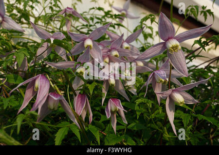 Clematis montana 'Elizabeth' close up of flowers Banque D'Images