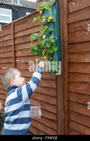 Petit boy picking fraises mûres poussant dans le semoir Banque D'Images