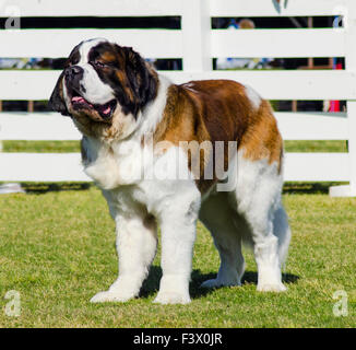 Un grand beau brun et blanc Saint Bernard chien debout sur la pelouse. St Bernard les chiens sont bien connus pour leur intelligence, s Banque D'Images