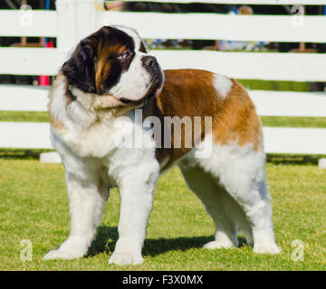 Un grand beau brun et blanc Saint Bernard chien debout sur la pelouse. St Bernard les chiens sont bien connus pour leur intelligence, s Banque D'Images
