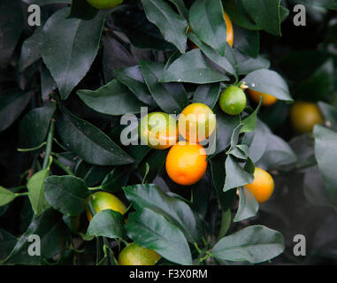 Fortunella Margarita 'Nagami Kumquat' close up of fruit Banque D'Images