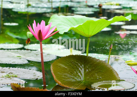 Un seul nénuphar rose avec feuille de lotus Banque D'Images