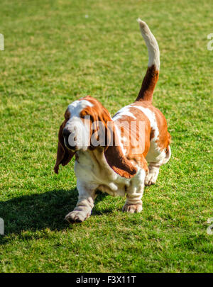 Une belle, rouge et blanc Basset Hound Dog walking sur la pelouse, distinctif pour être de courtes pattes, après avoir accroché la peau structure Banque D'Images